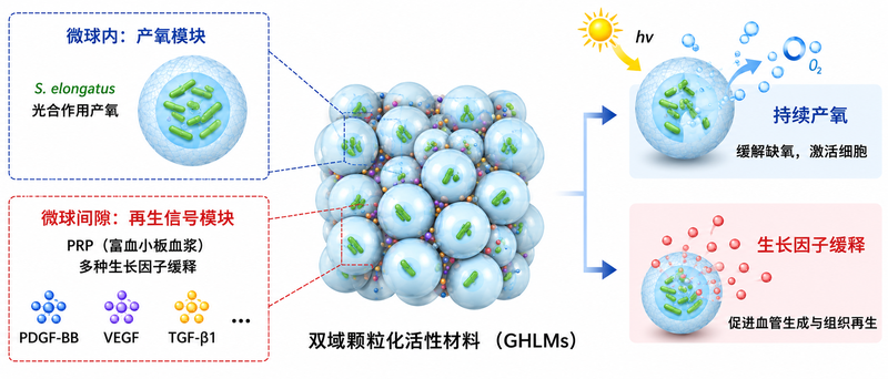 GHLMs structure and function
