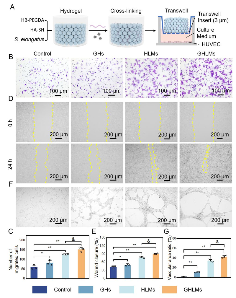 HUVEC functional assays